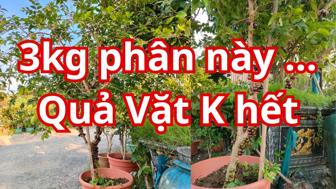 C&aacute;ch Chăm S&oacute;c nho Th&acirc;n Gỗ Tứ Qu&yacute; Sai Quả Ăn K hết| Nh&agrave; Vườn Vũ Tiến