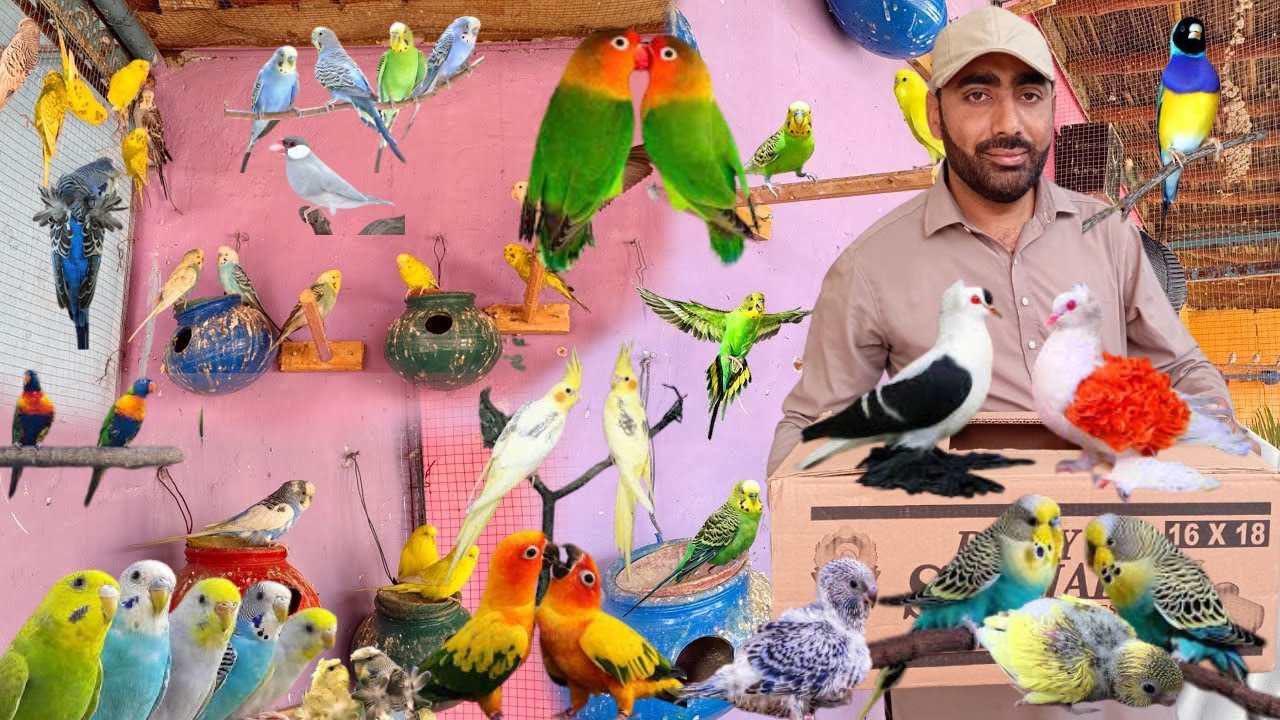 Budgies Parrots K Bachy Nikly Ya Ni  Bht Bura Howa 😭 Chinko or Bunty Kub Bachay De Gay 😭