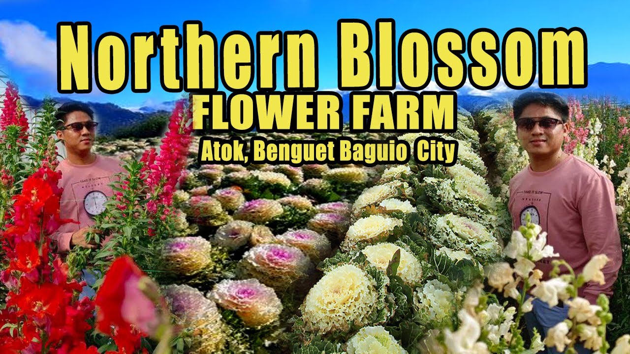NORTHERN BLOSSOM FLOWER FARM ATOK, BENGUET BAGUIO CITY