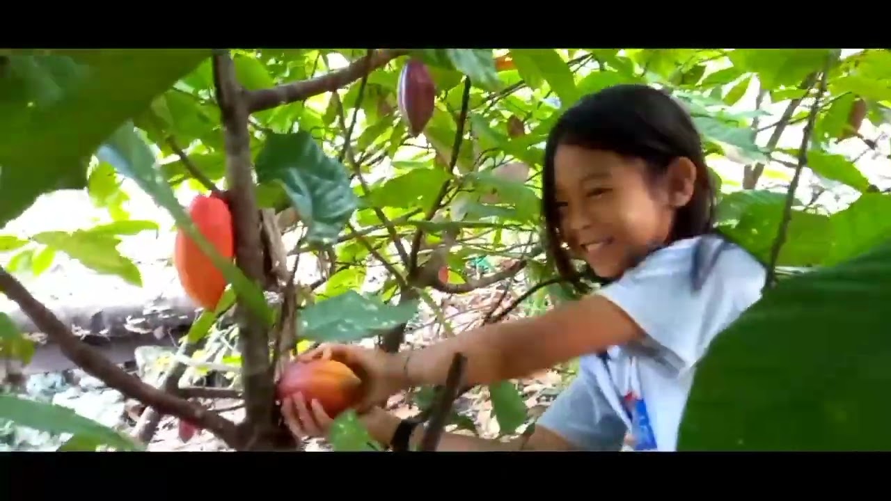 May itinanim May inaani .Dodz harvesting cacao fruit