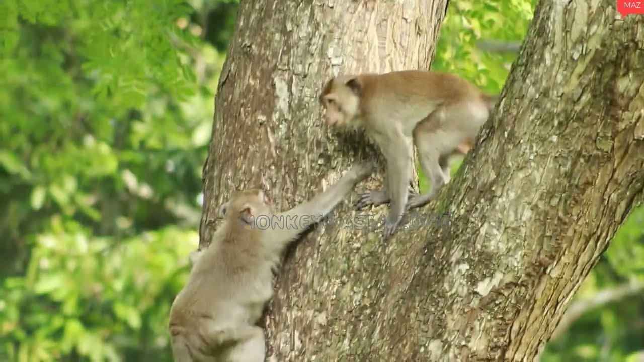 Monkey   Princess And Akot Monkey -George MonkeyJune18-2022, G-Maz..302..Amber
