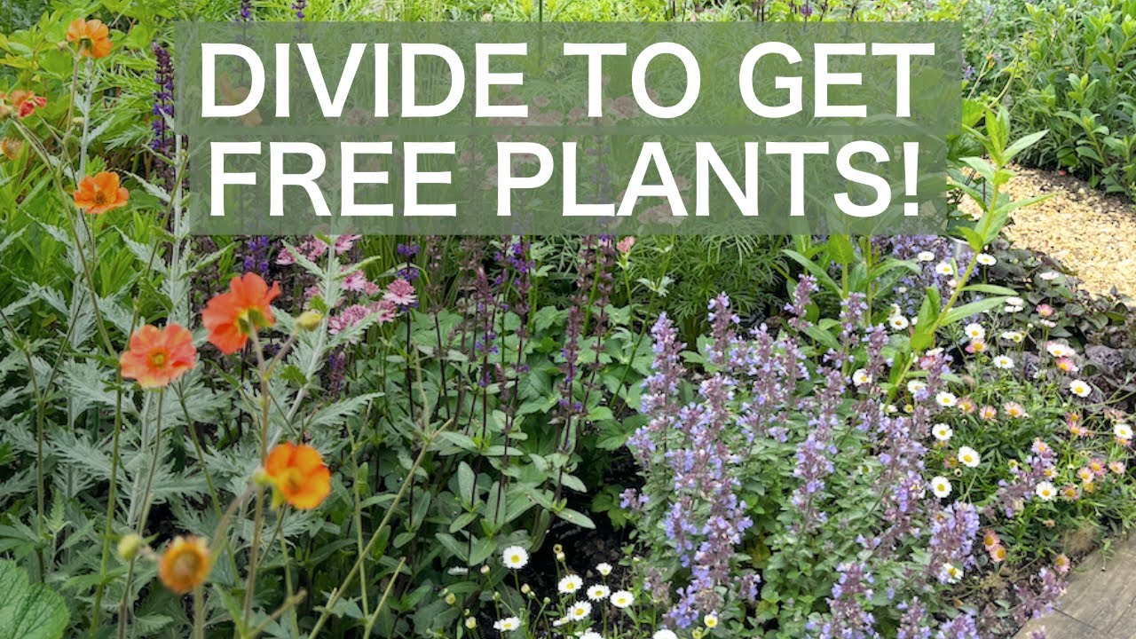 How to Move & Divide Perennials In Autumn