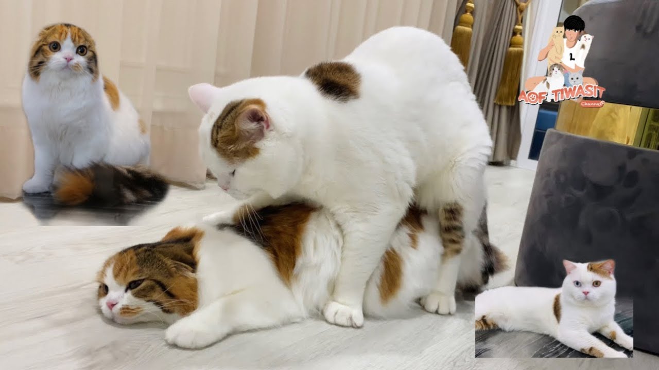 แมวผสมพันธุ์ครั้งแรก จะสำเร็จไหม Treasure กับTeara #scottishfold #ฟาร์มแมว Golden Blue Home Cattery