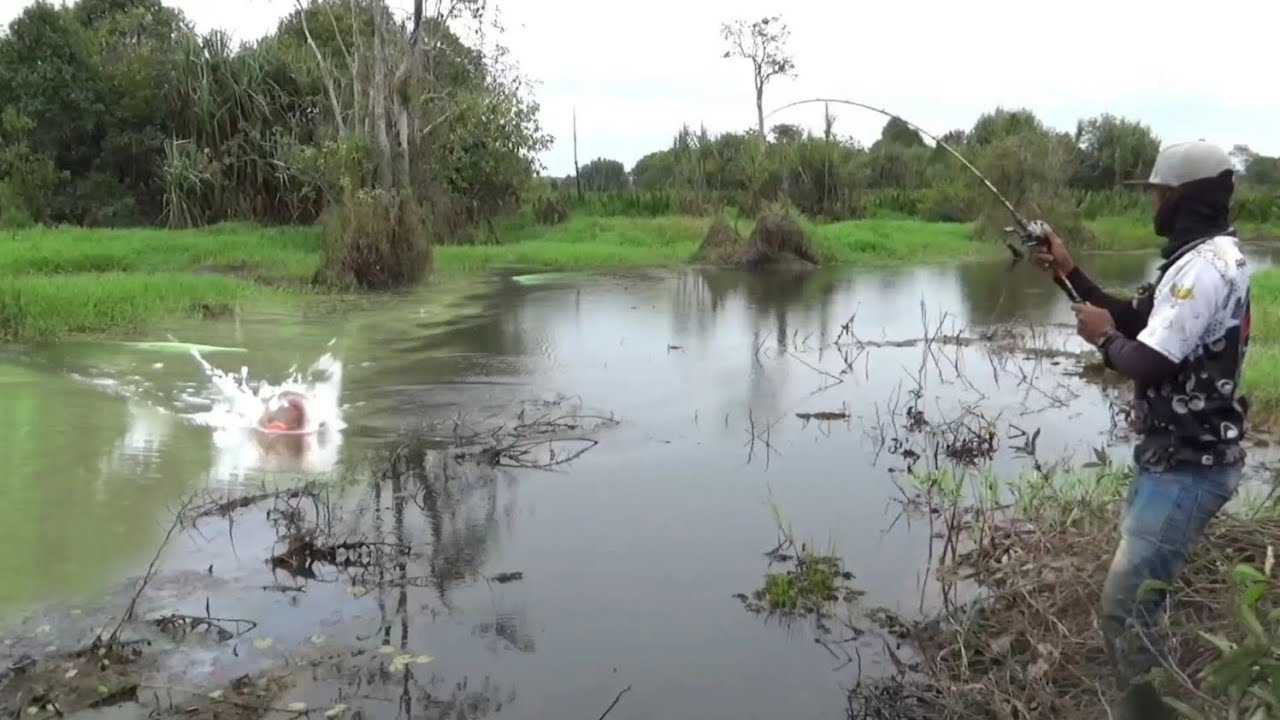MANCING IKAN RAWA TUA TENGAH HUTAN - TITIK KUMPULNYA IKAN² BESAR.