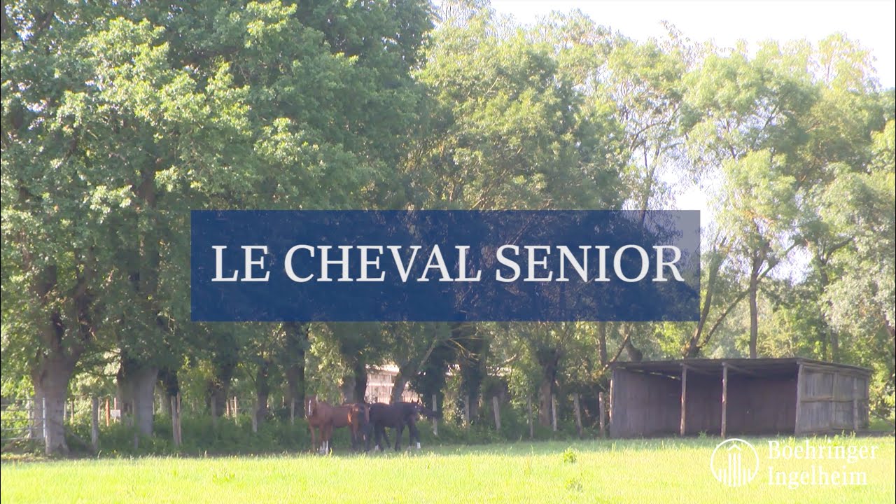 Minute Santé Boehringer - Le cheval senior