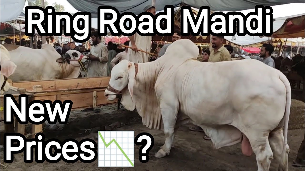 21 June Ring Road Mandi | New Rates ?? | Best time to buy ??
