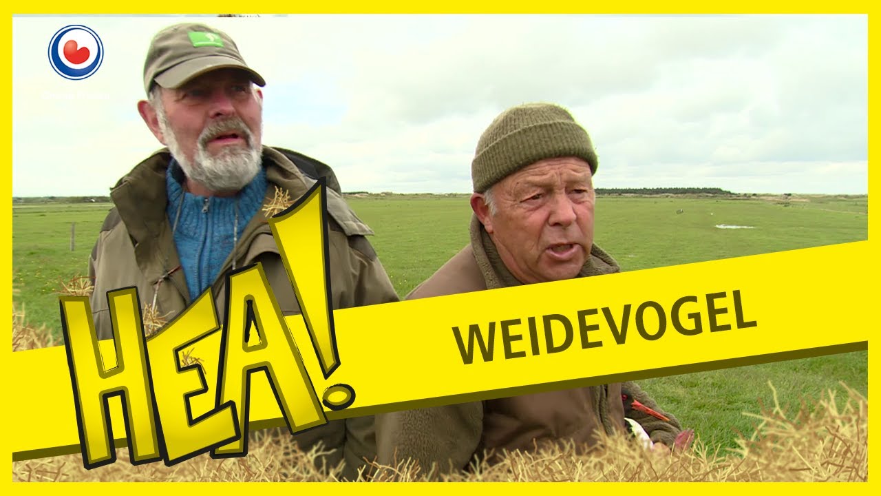 HEA! De Weidevogel op Ameland