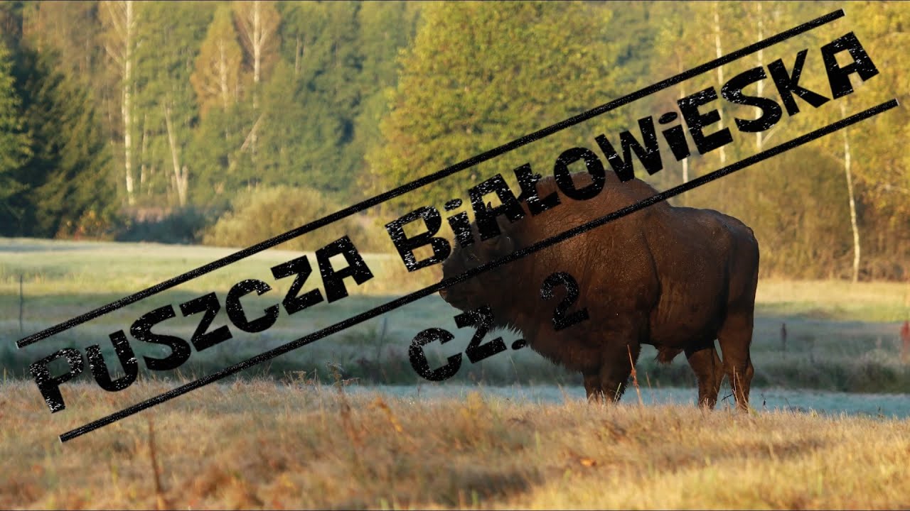 Puszcza Białowieska cz.2 - spotkanie z wilkami
