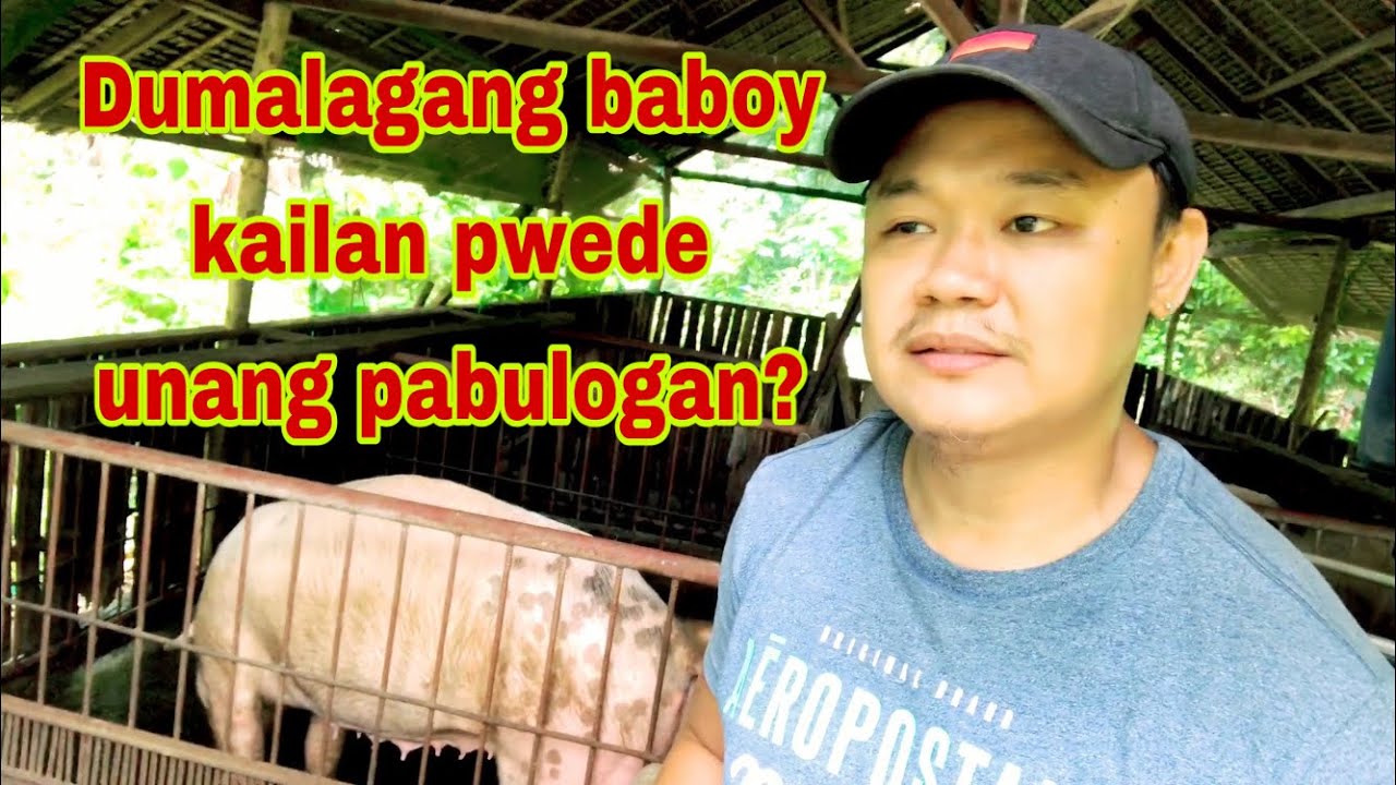 Kailan pwedeng pabulogan ang dumalagang baboy | ilang buwan pabulogan ang mga gilt | Ryan Patenio