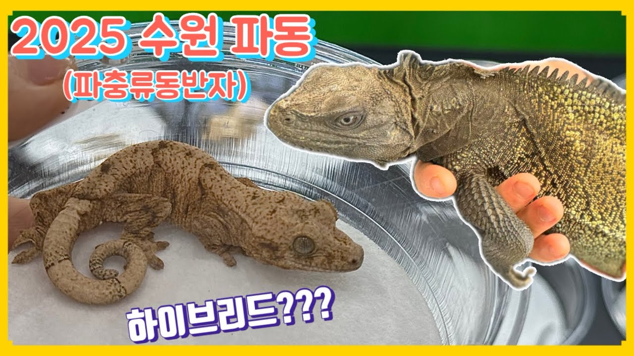 2025 수원 파충류 박람회 ‘파충류 동반자::파동’ 후기
