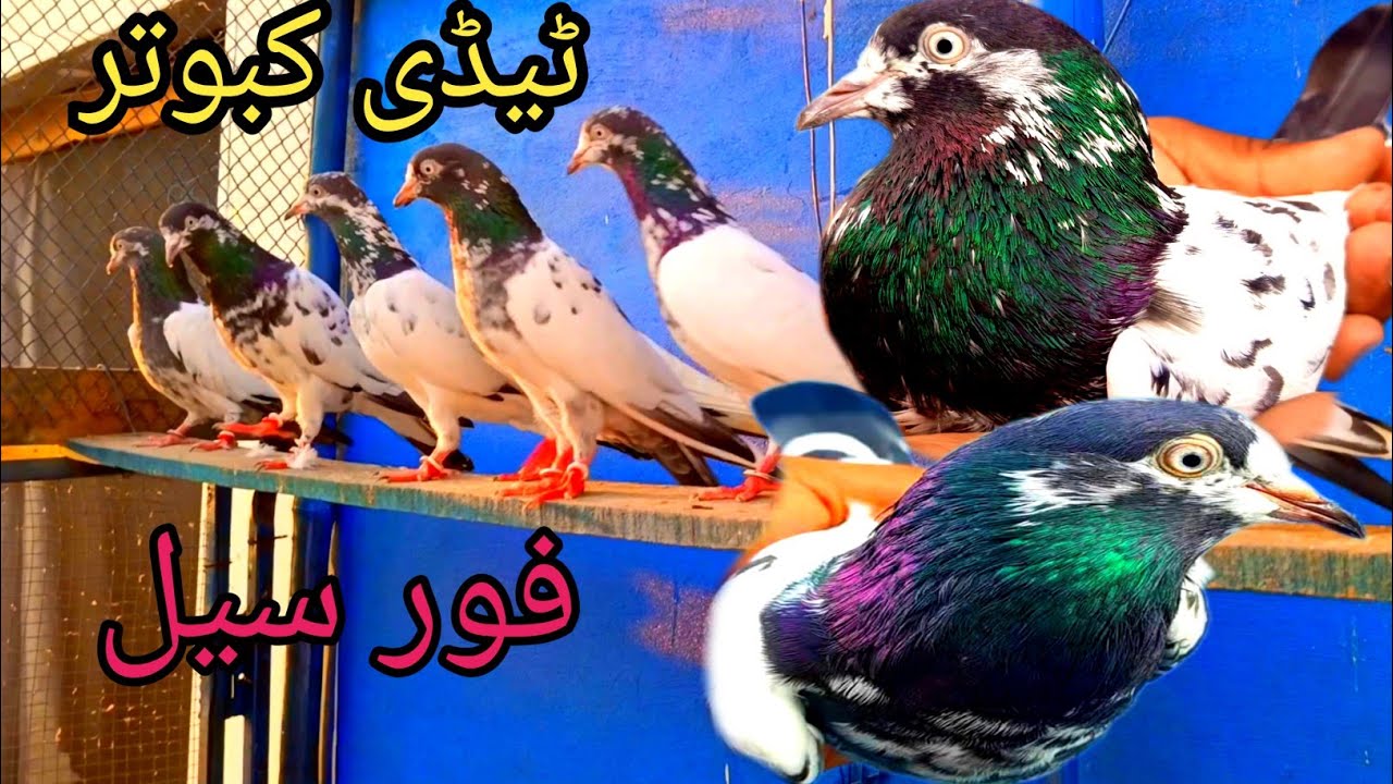 Taddy Kabootar Chaddry Wala 10 Nomber 💯 72 Nomber Taddy Kabootar #pigeon#bird#top