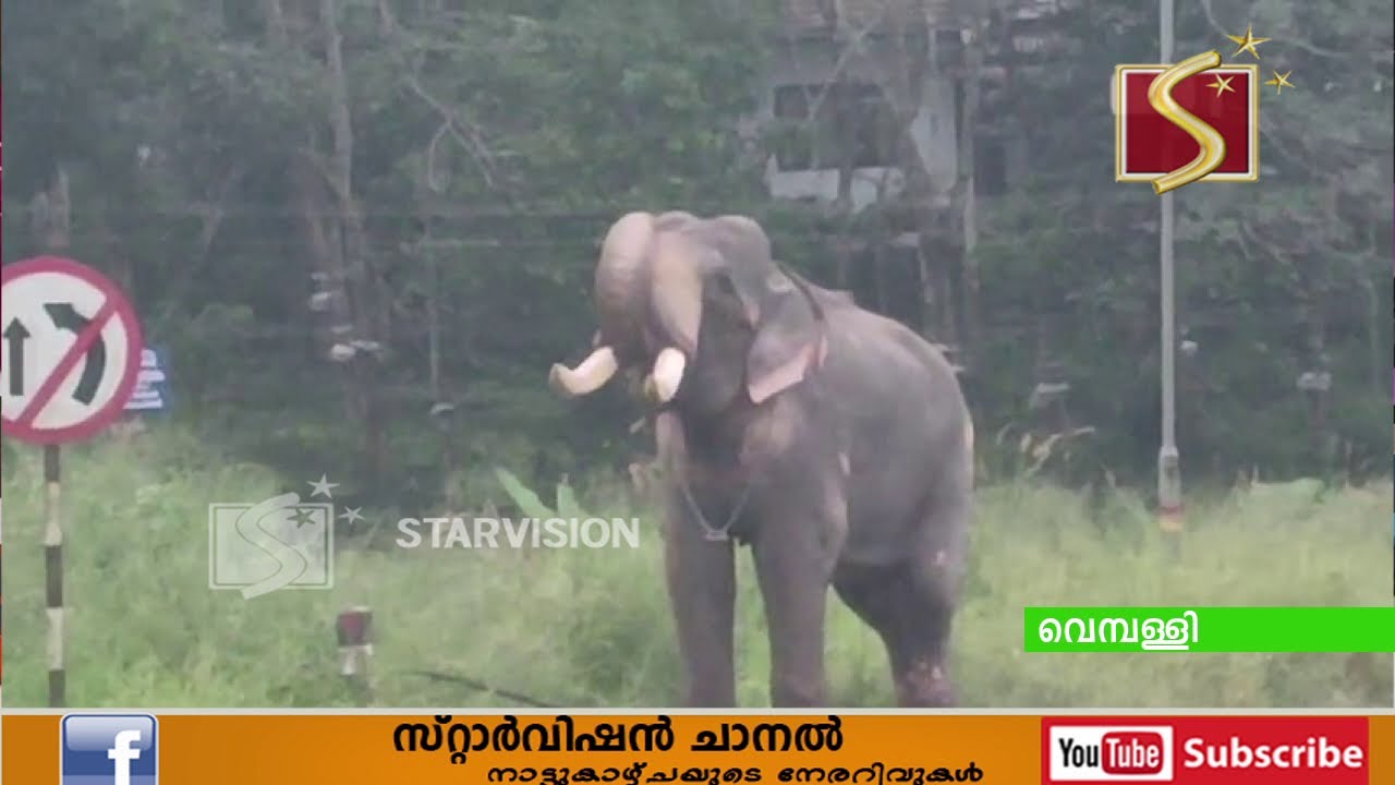 ഇടഞ്ഞ ആന പാപ്പാനെ കുത്തി വീഴ്ത്തി
