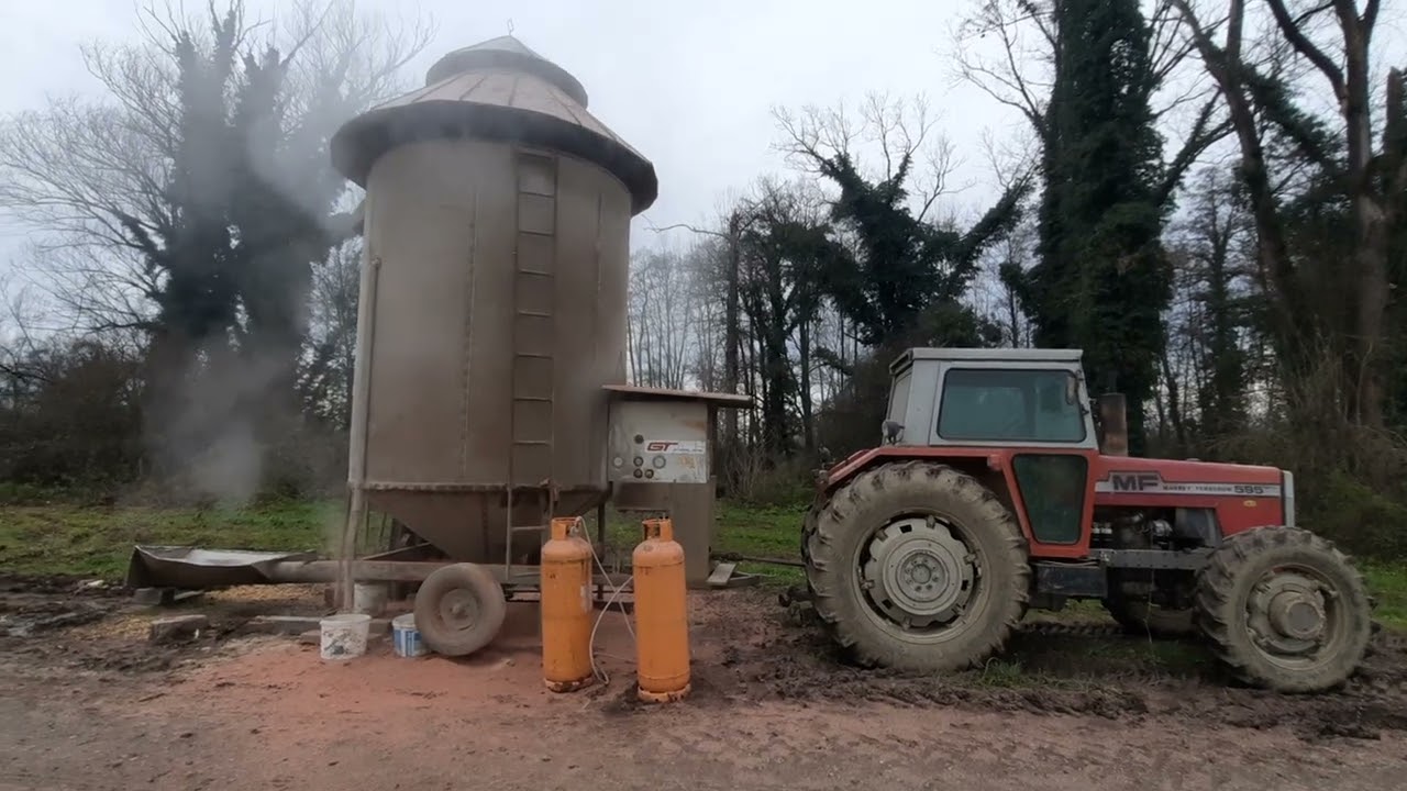 MF 595 Sušenje kukuruza na plin / Corn drying 2023 GT Dryer
