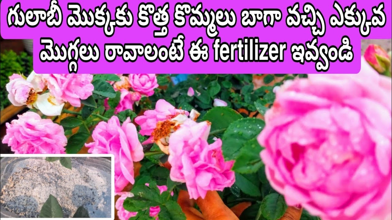 Rose Plant Growing Tips | గులాబీ మొక్కల్లో కొమ్మలు బాగా వచ్చి మొగ్గలు రావాలంటే ఈ ఫెర్టిలైజర్ ఇవ్వండి