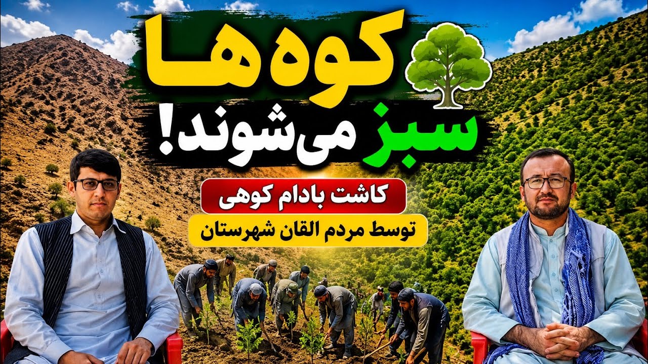 کشت خسته بادام کوهی توسط مردم القان شهرستان.