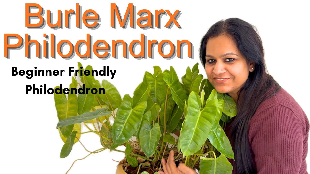 Руководство по уходу за филодендроном от Burle Marx для начинающих | Самое простое растение на св...