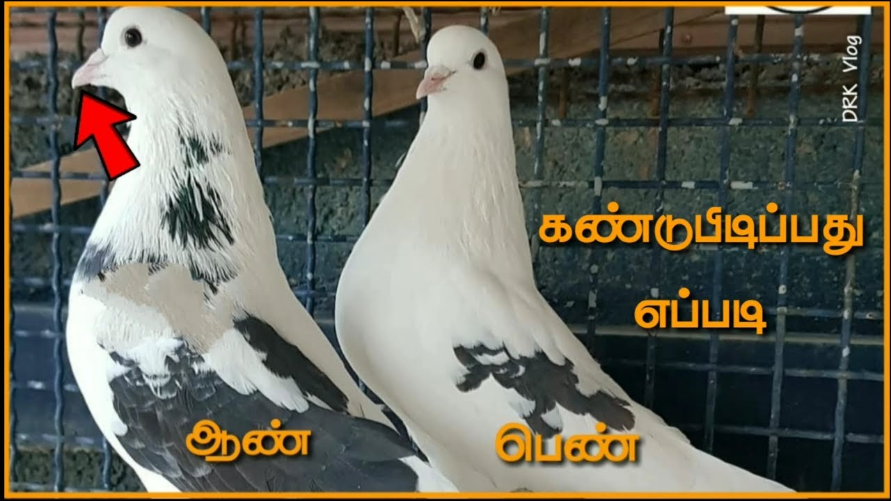 🕊️புறாவில் ஆண், பெண் கண்டுபிடிப்பது எப்படி?||Male pigeon Female Pigeon