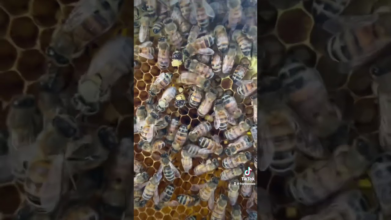 Baby bees hatching 
