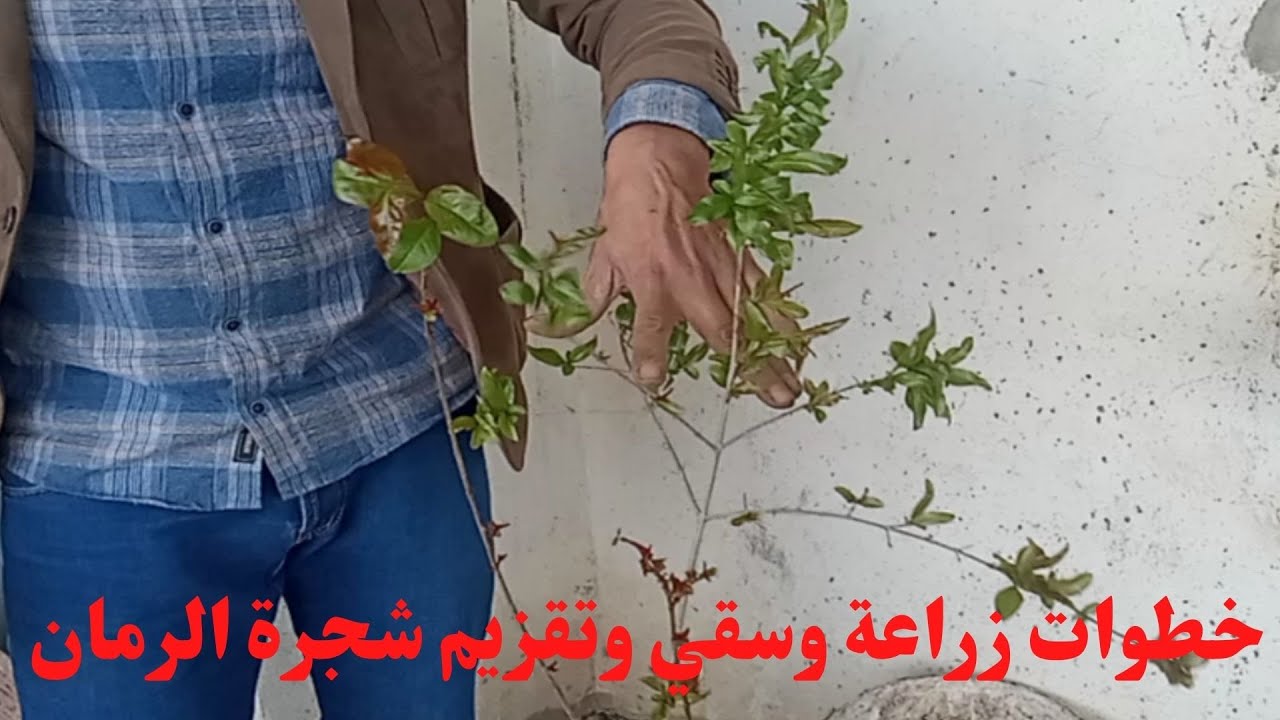 خطوات زراعة وسقي وتقزيم شجرة الرمان/فن تقزيم الرمان /عمل بونساي الرمان/pomegranate elf art