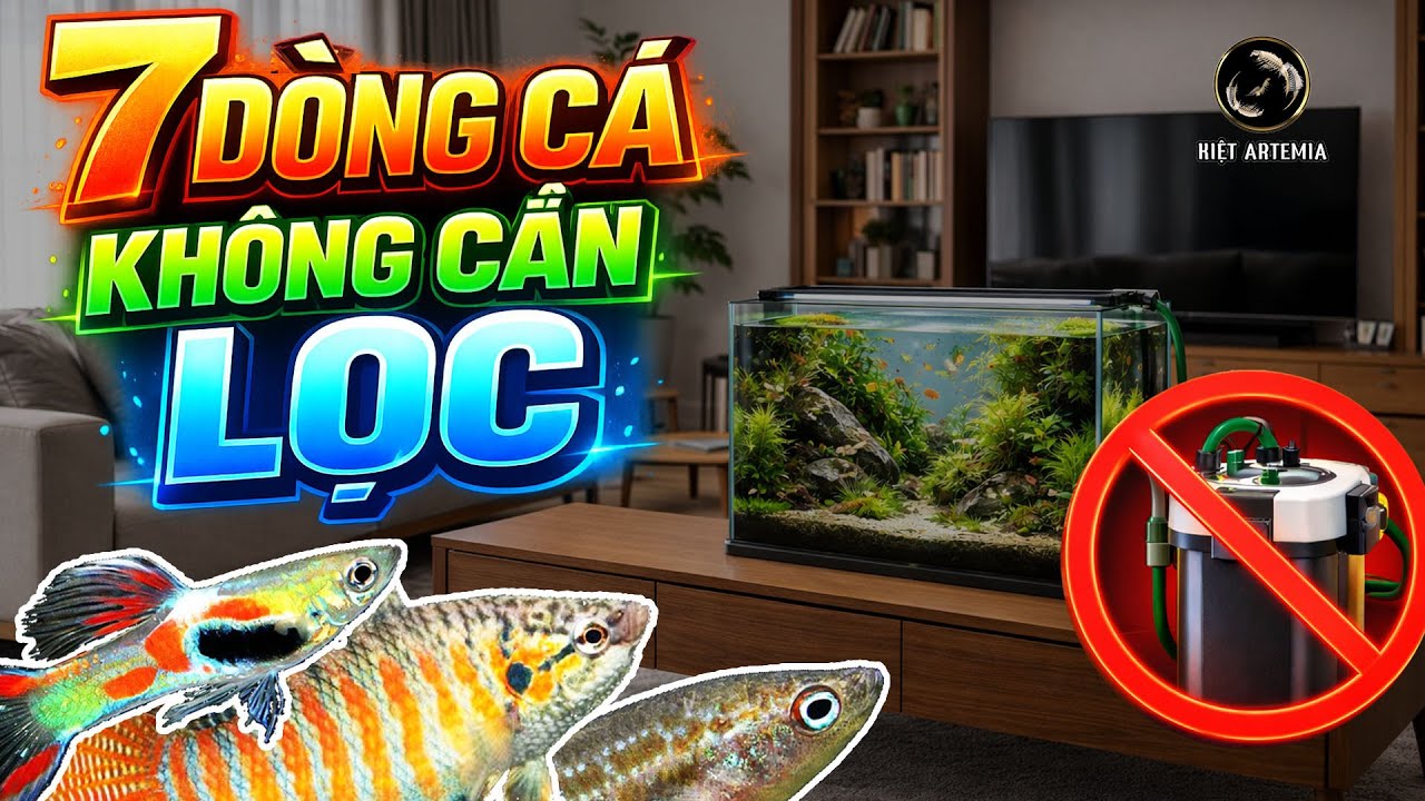 7 Dòng Cá KHÔNG CẦN LỌC - Tiết Kiệm Tiền, Ít Rủi Ro Cho Người Mới