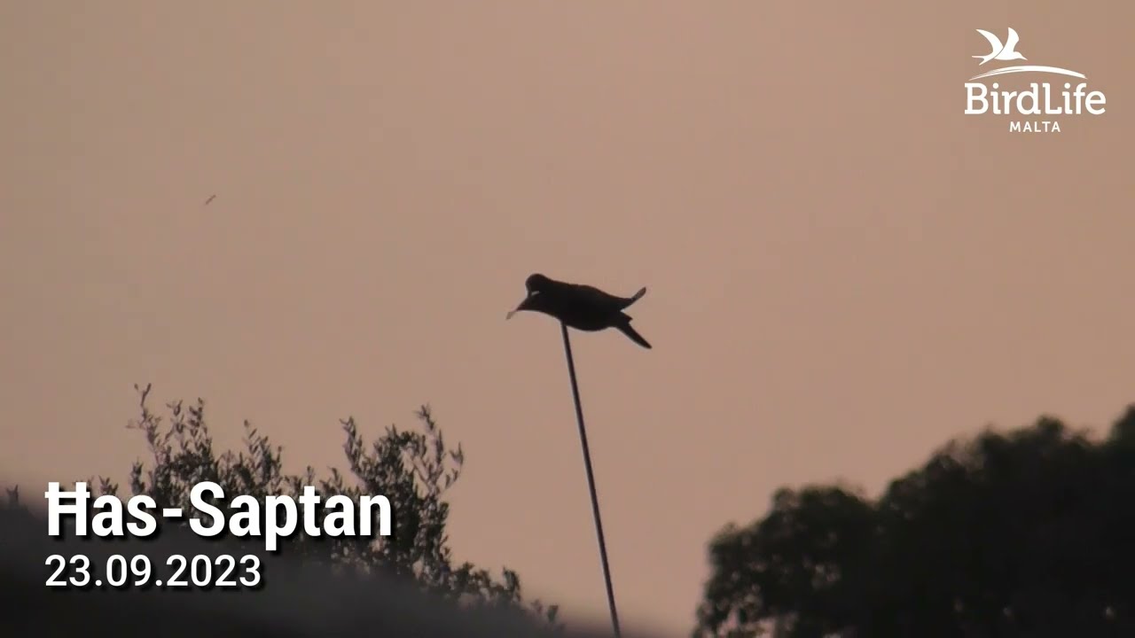 Autumn hunting season 2023: illegalities observed by BirdLife Malta