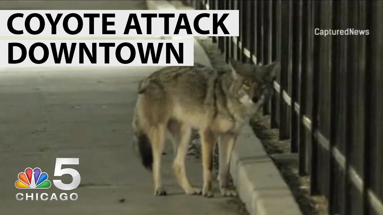 Second Coyote Attack in Chicago in 1 Day | NBC Chicago