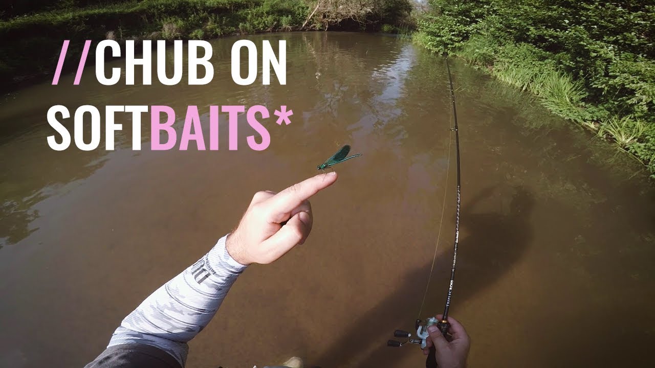 Chub on Softbaits