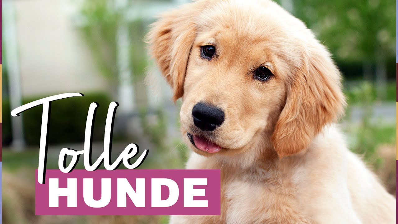 Beste Familienhunde: Diese Hunderassen sind besonders geeignet