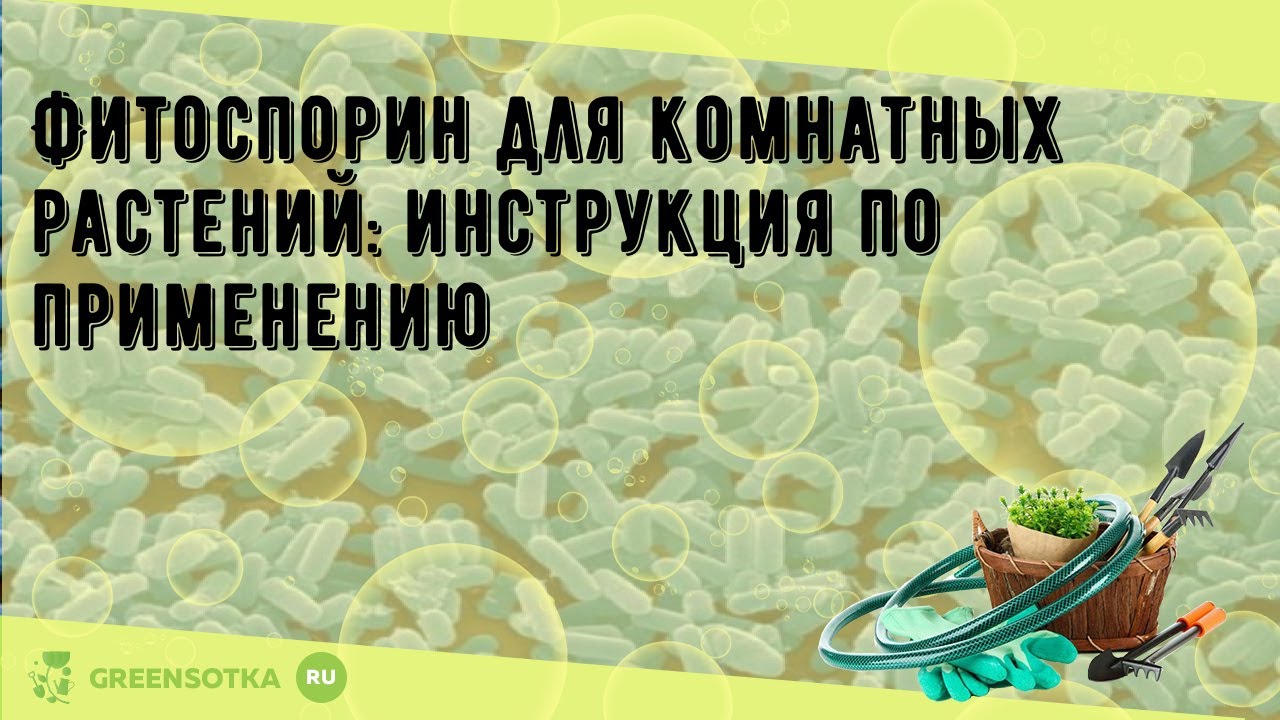 Фитоспорин для комнатных растений: инструкция по применению