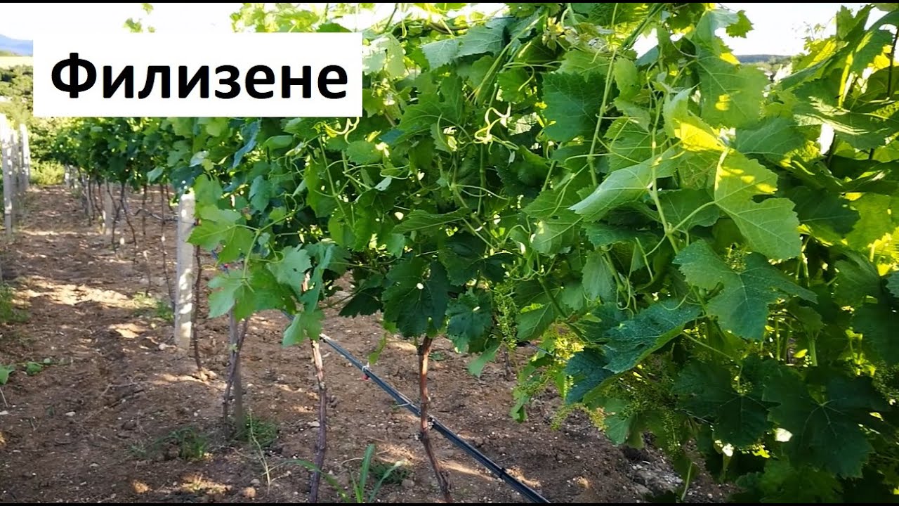 Филизене на лозите
