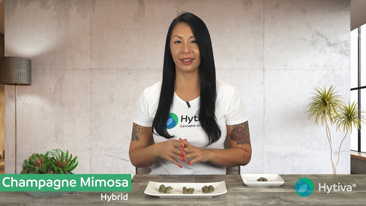Champagne Mimosa | Strain Review
