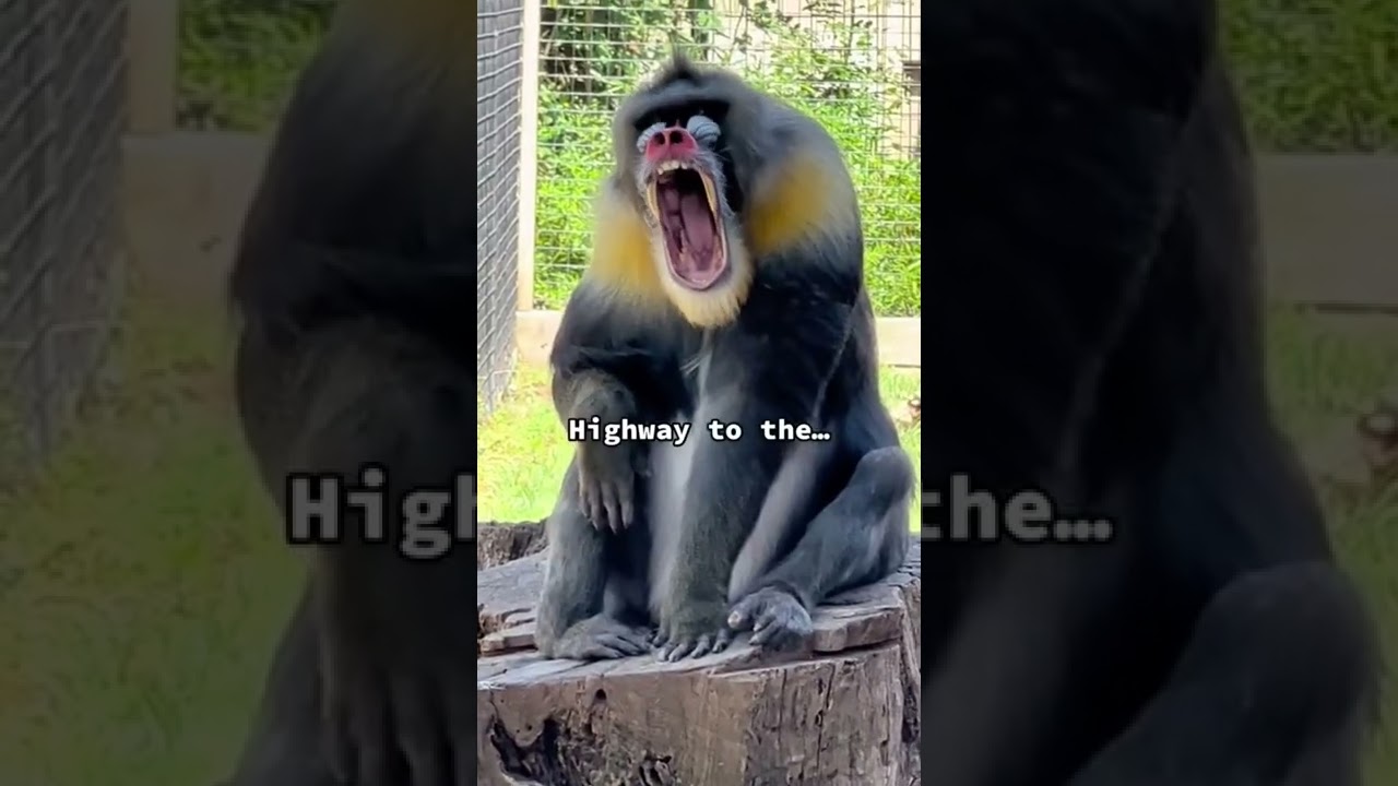 Meet Demitri! He is one of only 7 male mandrills is the U.S.A.  #mandrill #monkey #monkeys #funny