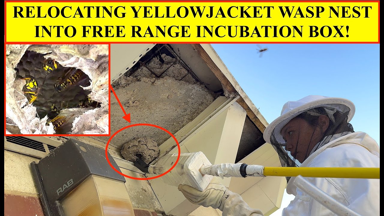 YELLOWJACKET WASP NEST REMOVED AND RELOCATED INTO FREE RANGE INCUBATION BOX FOR VENOM COLLECTION!