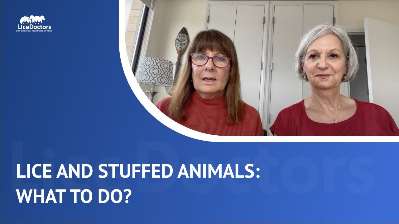 Do Lice Live in Stuffed Animals? | LiceDoctors
