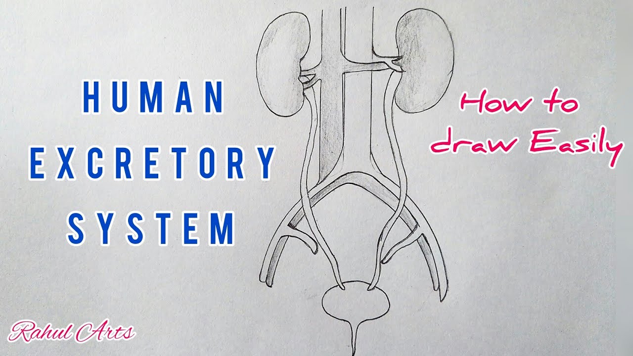 How to draw Human Excretory System step by step for beginners