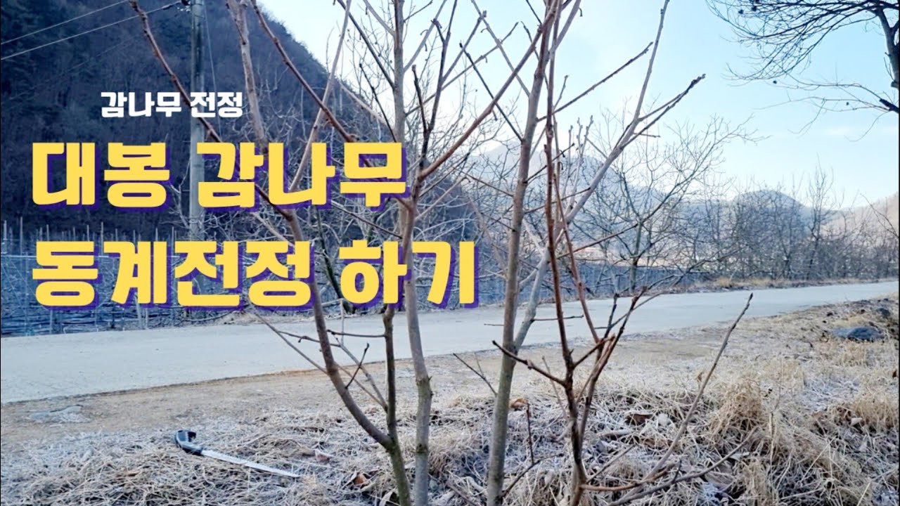 대봉 감나무 가지치기
