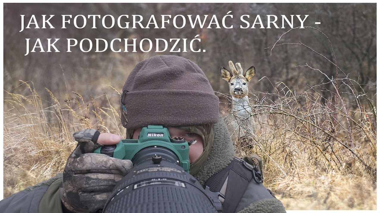 JAK FOTOGRAFOWAĆ SARNY // JAK PODCHODZIĆ // NIKONZ6II //       NIKKOR 300MM 2.8 AFI.