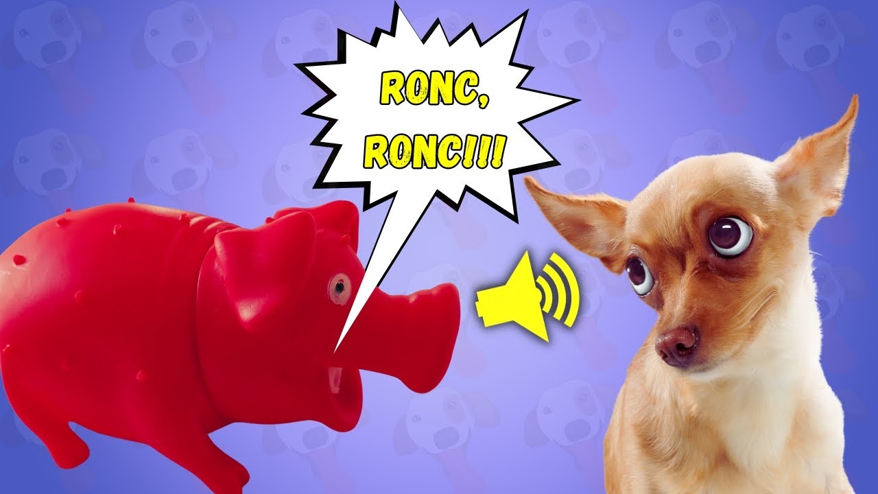 Som de Porco de Borracha para Cachorro Ouvir e Ficar Curioso - Som de Brinquedo para Cachorros