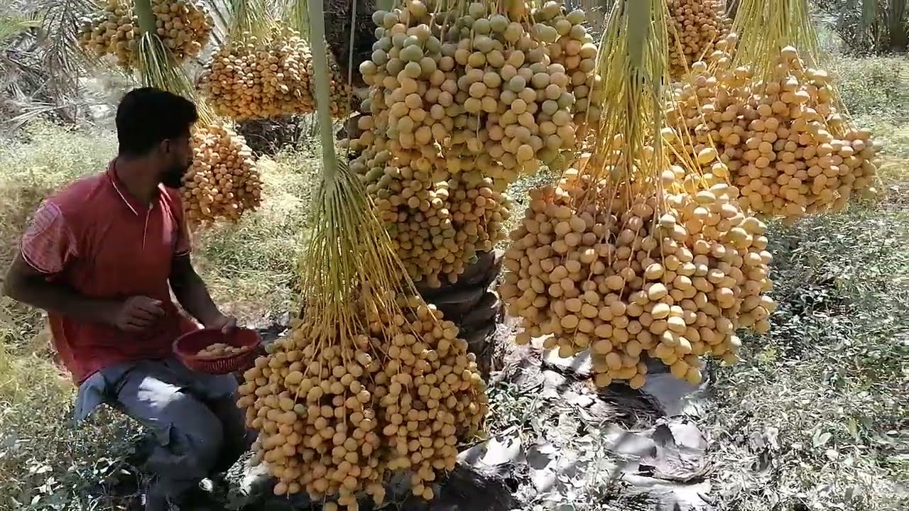 حسين البصراوي كيف يصل إلى البستان