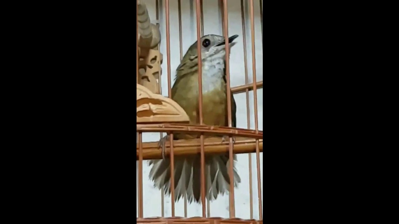 Burung Hwa Mei Mini Gacor