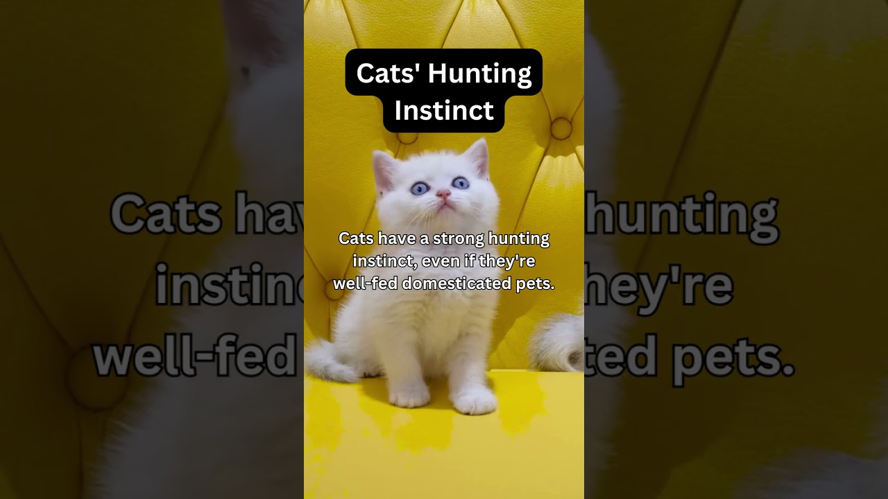 Cats' Hunting Instinct #HouseCats #CatEvolution #CatHistory