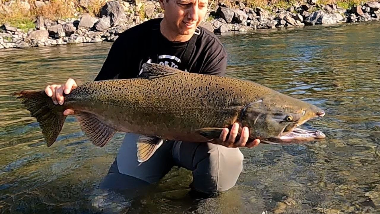 Catching Spring,/King,  Pink, and Coho salmon float fishing on the river!