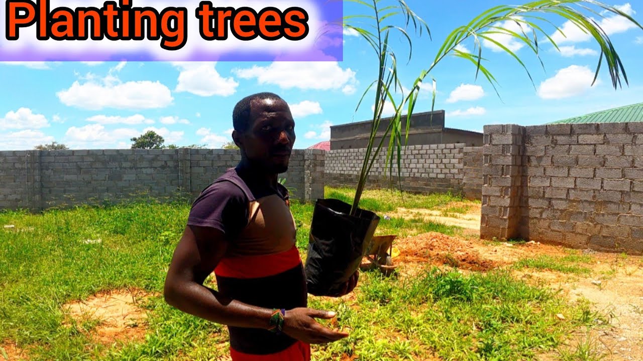 Am planting Cuban Royal palm trees in my village 
