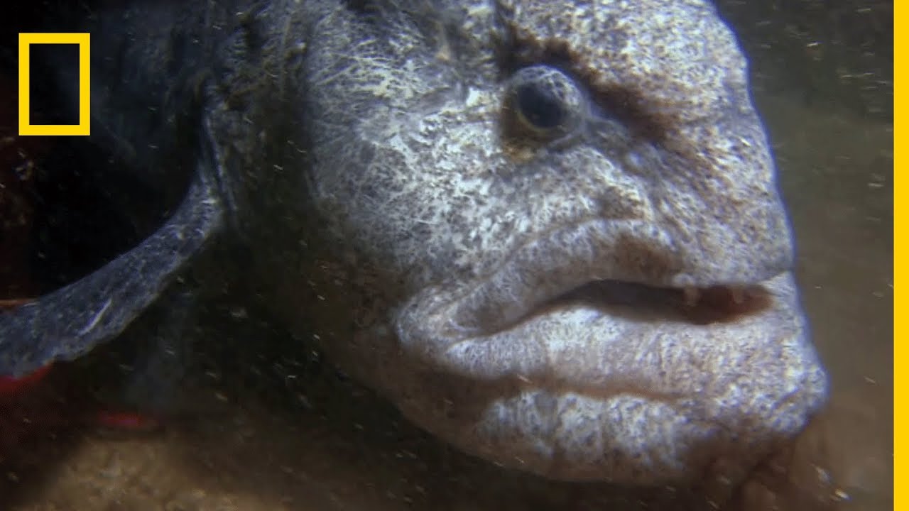 L'effrayant poisson-loup, prédateur redoutable