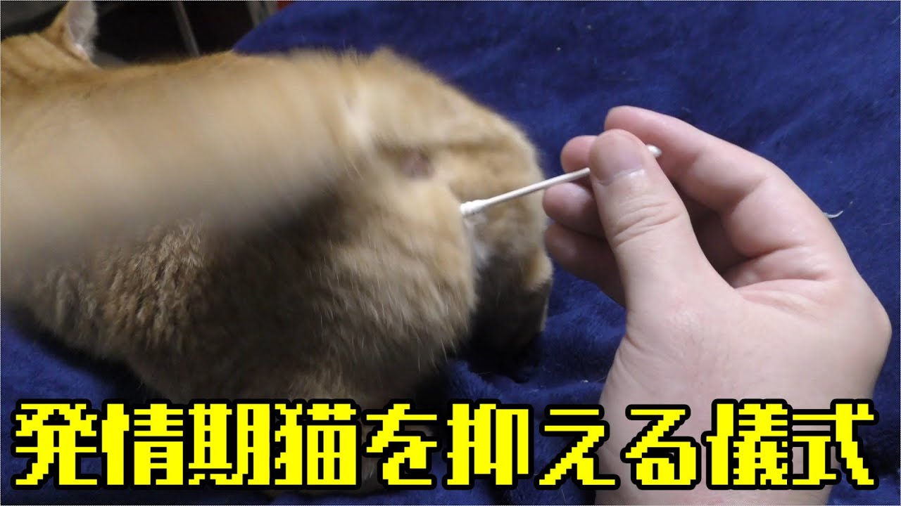 発情期が長引く猫達、綿棒にて何時も通りに抑える、床をゴロゴロ…かわいいなぁ…