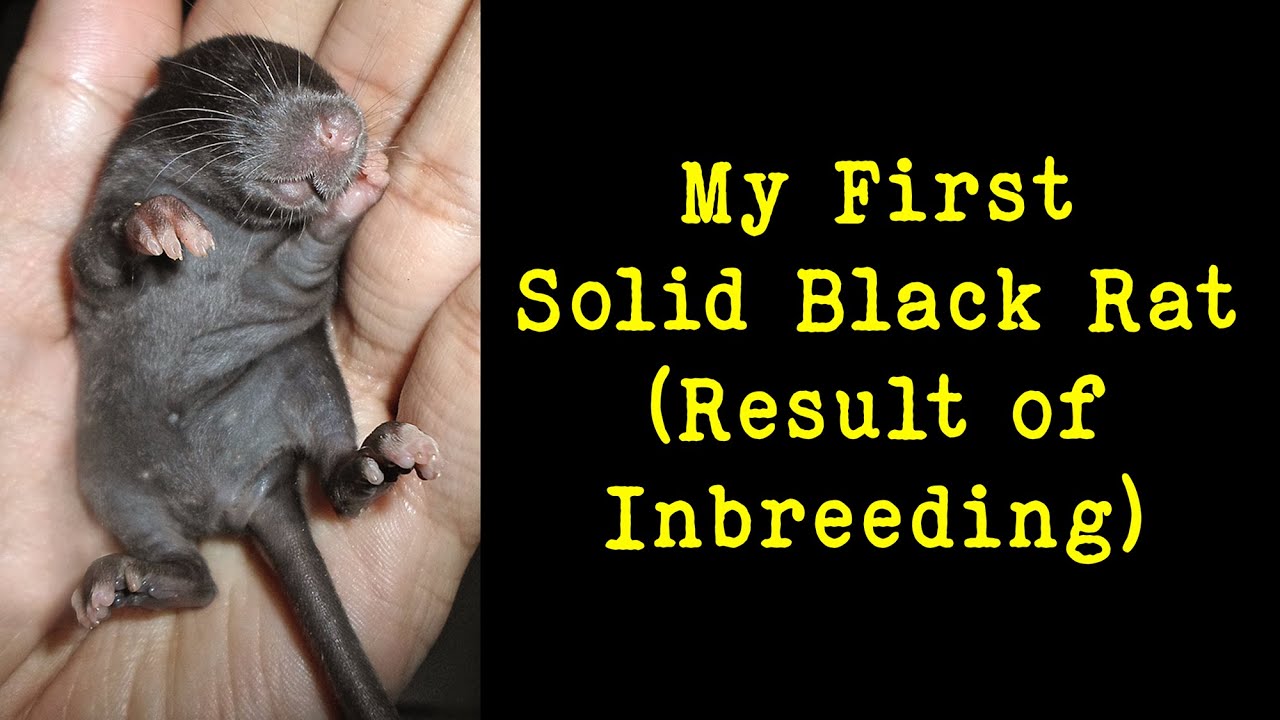 My First Ever Solid-Black Rat (Result of Inbreeding)