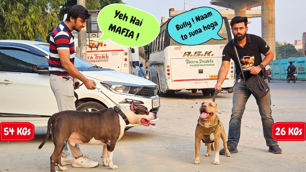 BULLY🐻meets MAFIA - The Pitbull🐶 ye kya kabhi dost ban payenge ?  