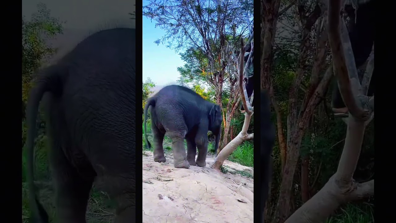 Run from baby elephant. Yet he still chase his caretaker for fun! 