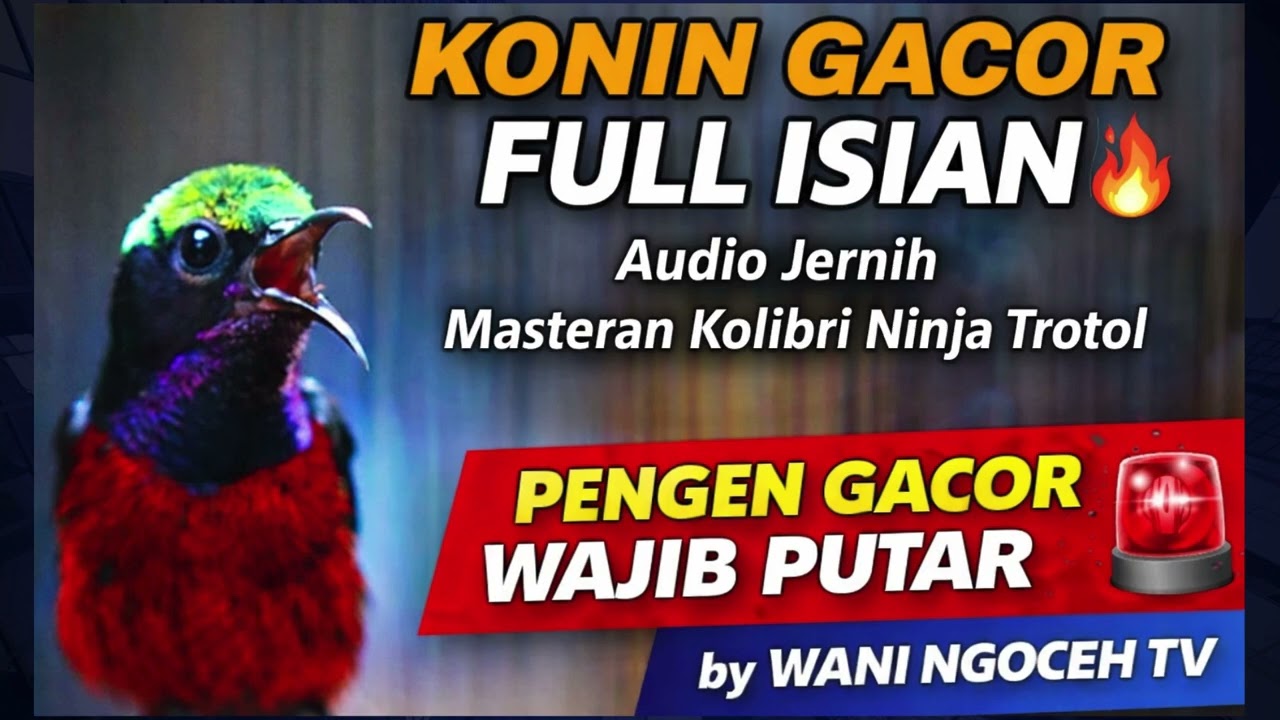 KONIN GACOR FULL ISIAN 🔥 Audio Jernih | Masteran Kolibri Ninja Trotol
