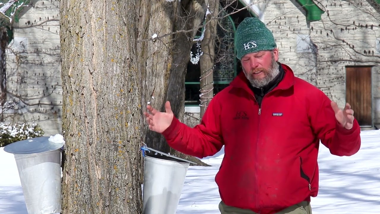 Forest Management for Sugar Maples | LCS Maple Harvest